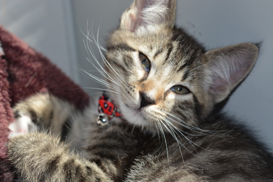 Милые котики