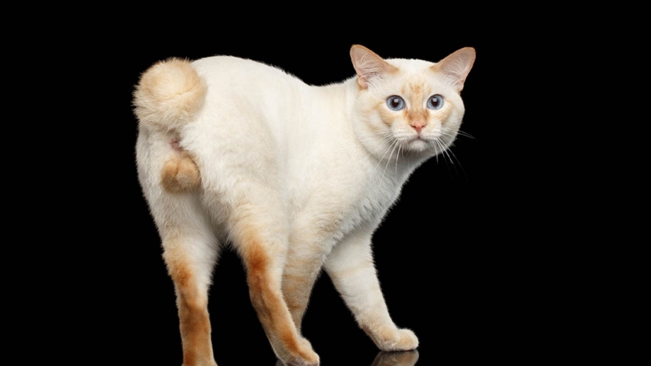 Рампи кошки