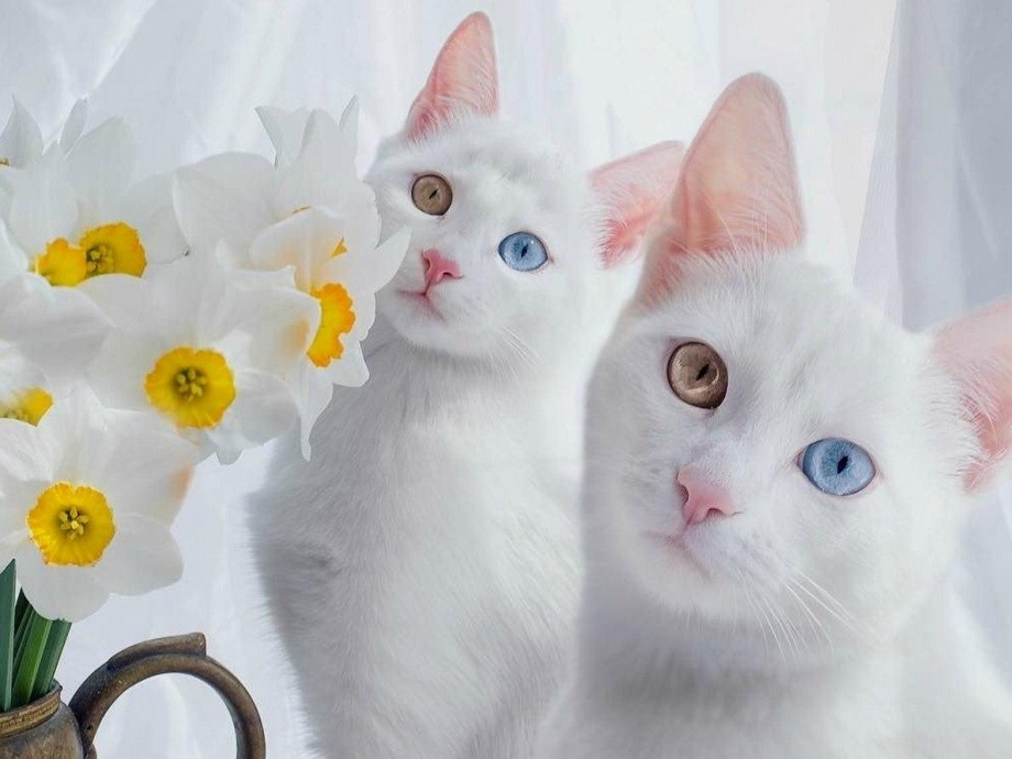 Кошка добрая и ласковая