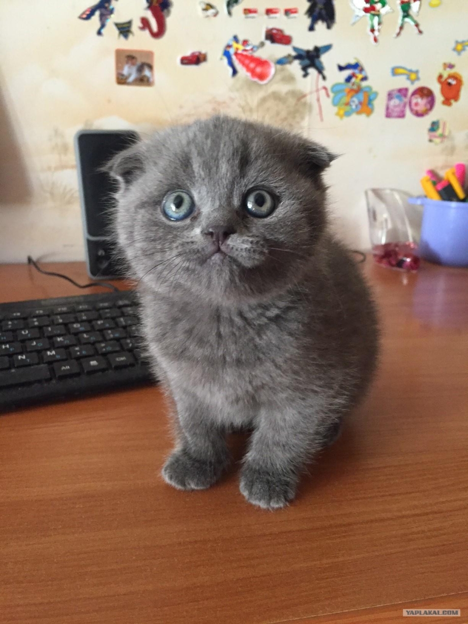 Самые ласковые породы котят