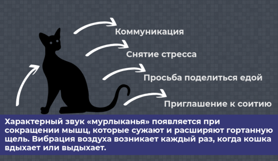 Кот мурлычет что это значит
