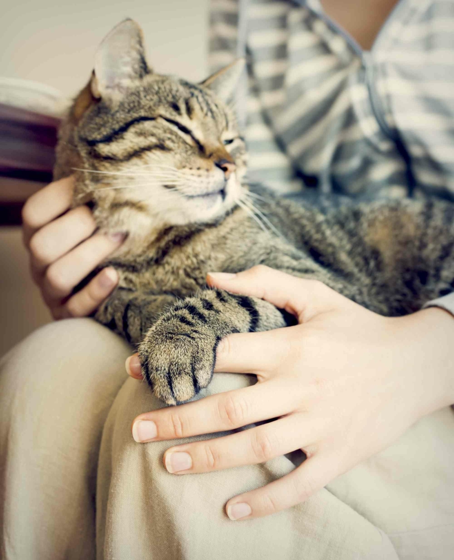 Девушка гладит кота
