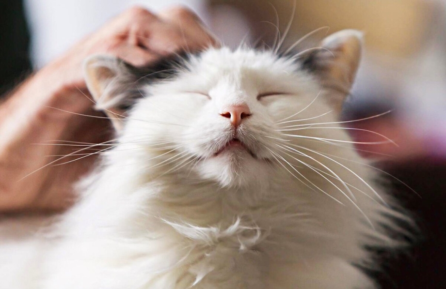 Котики мурлычат
