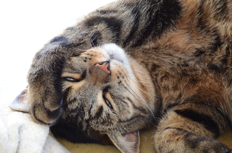 Котик мурчит