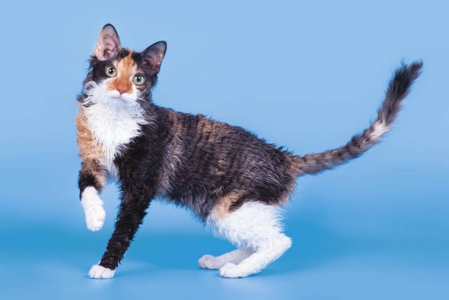 Уральский рекс кошка