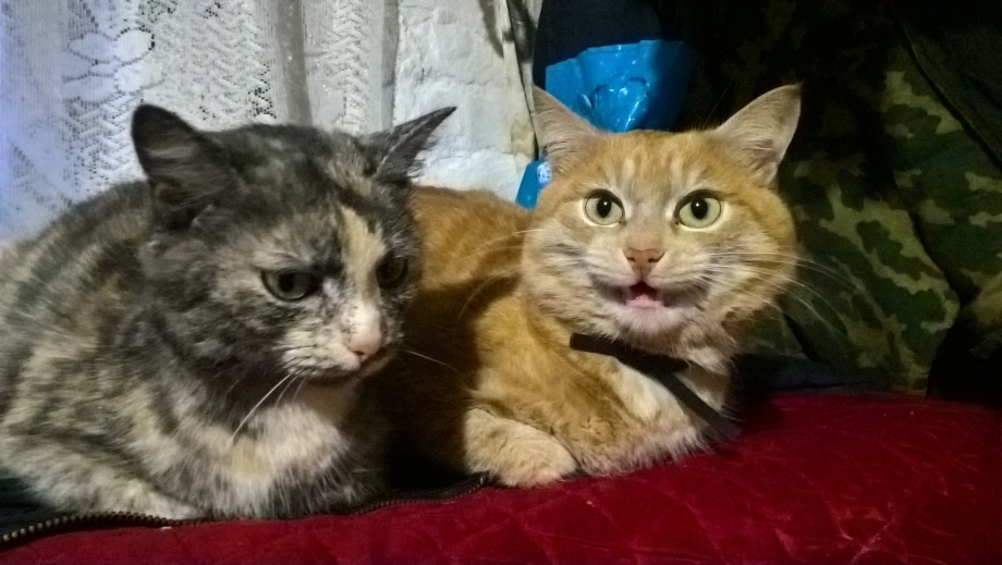 Болотные коты Урал