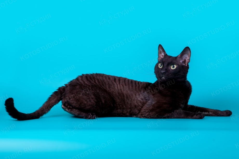 Кот Томмазино