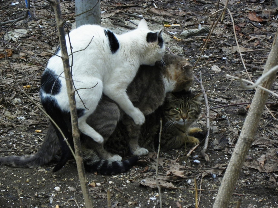Кот с кошкой спариваются