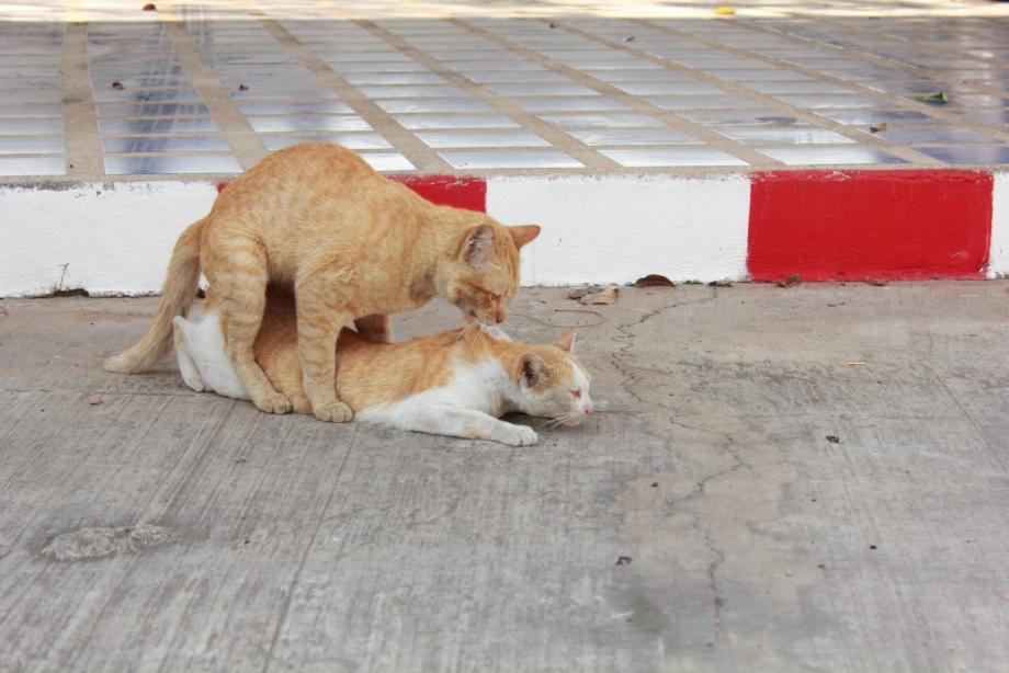 Кот на кошке спаривание