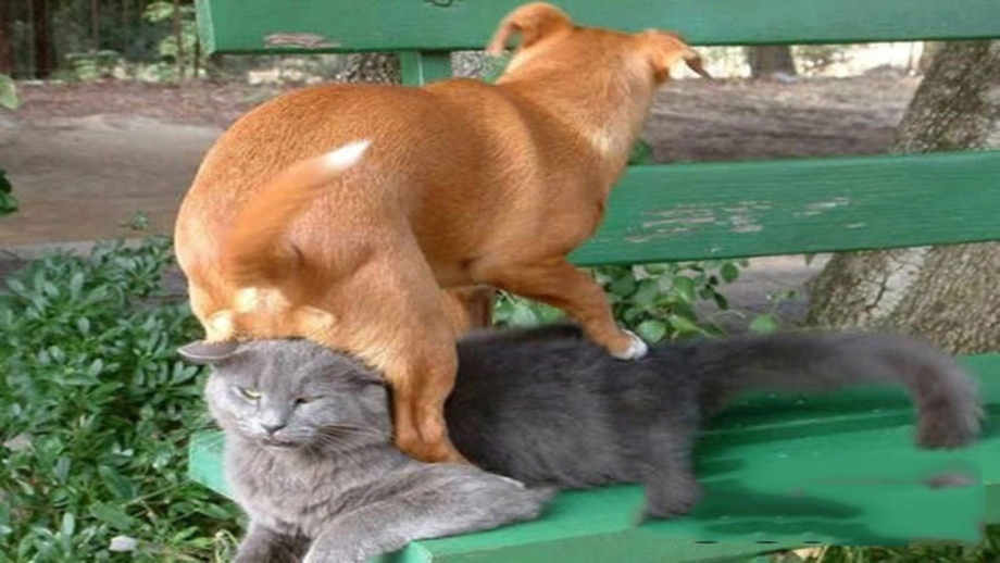 Коты совокупляются