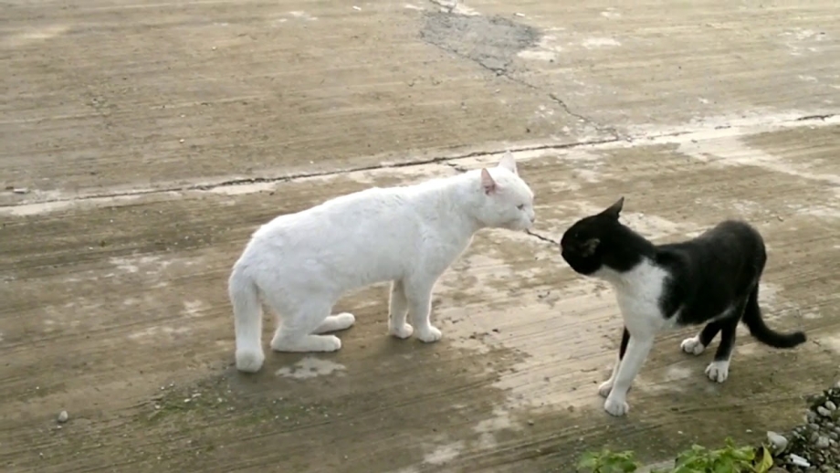 Белый кот и черный кот дерутся