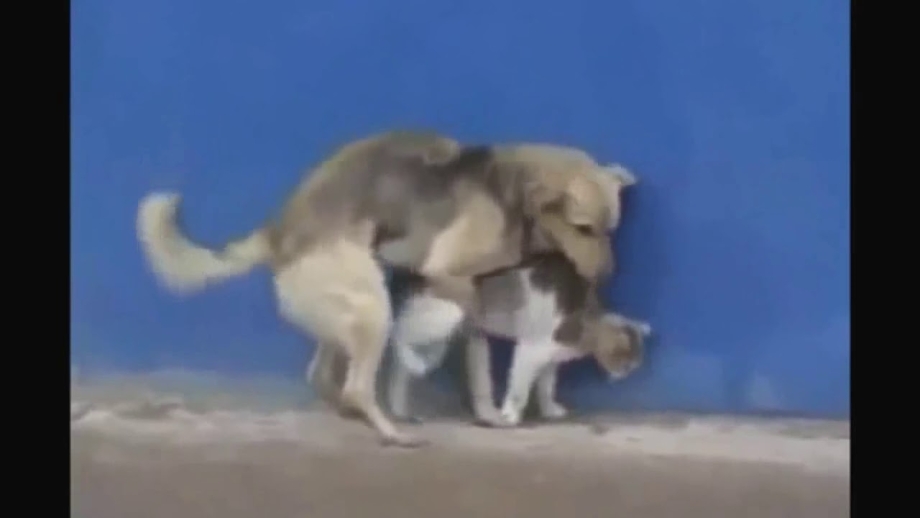 Собака спаривается с кошкой