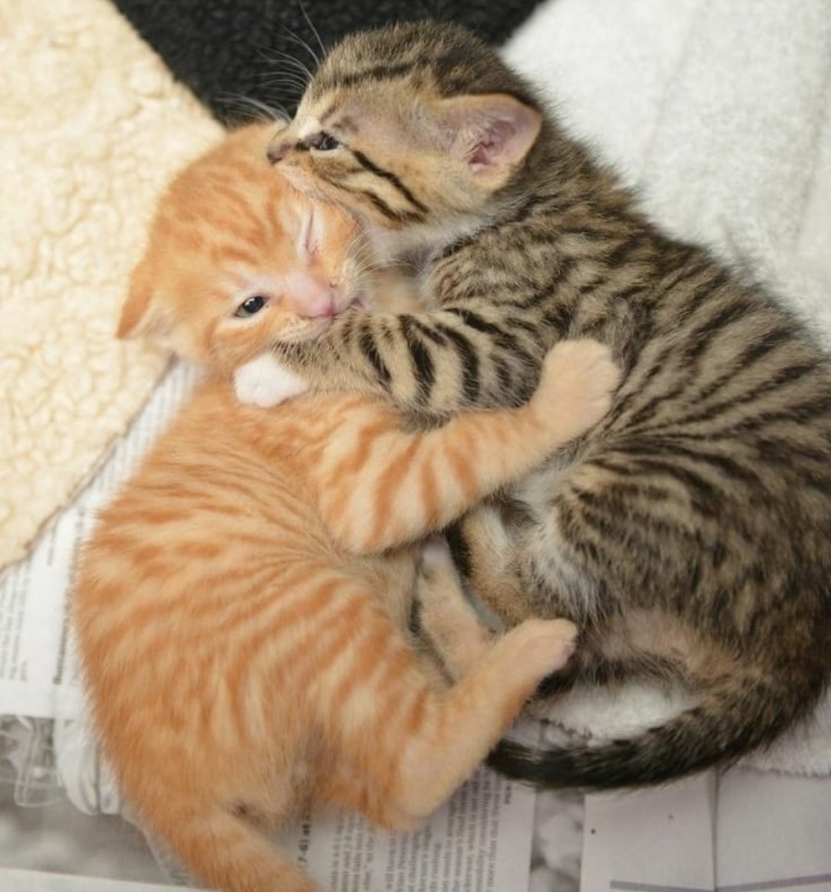 Котики занимаются