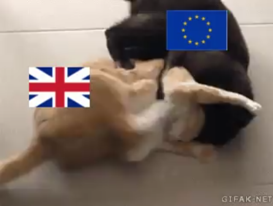 Гифка котёнок дерется