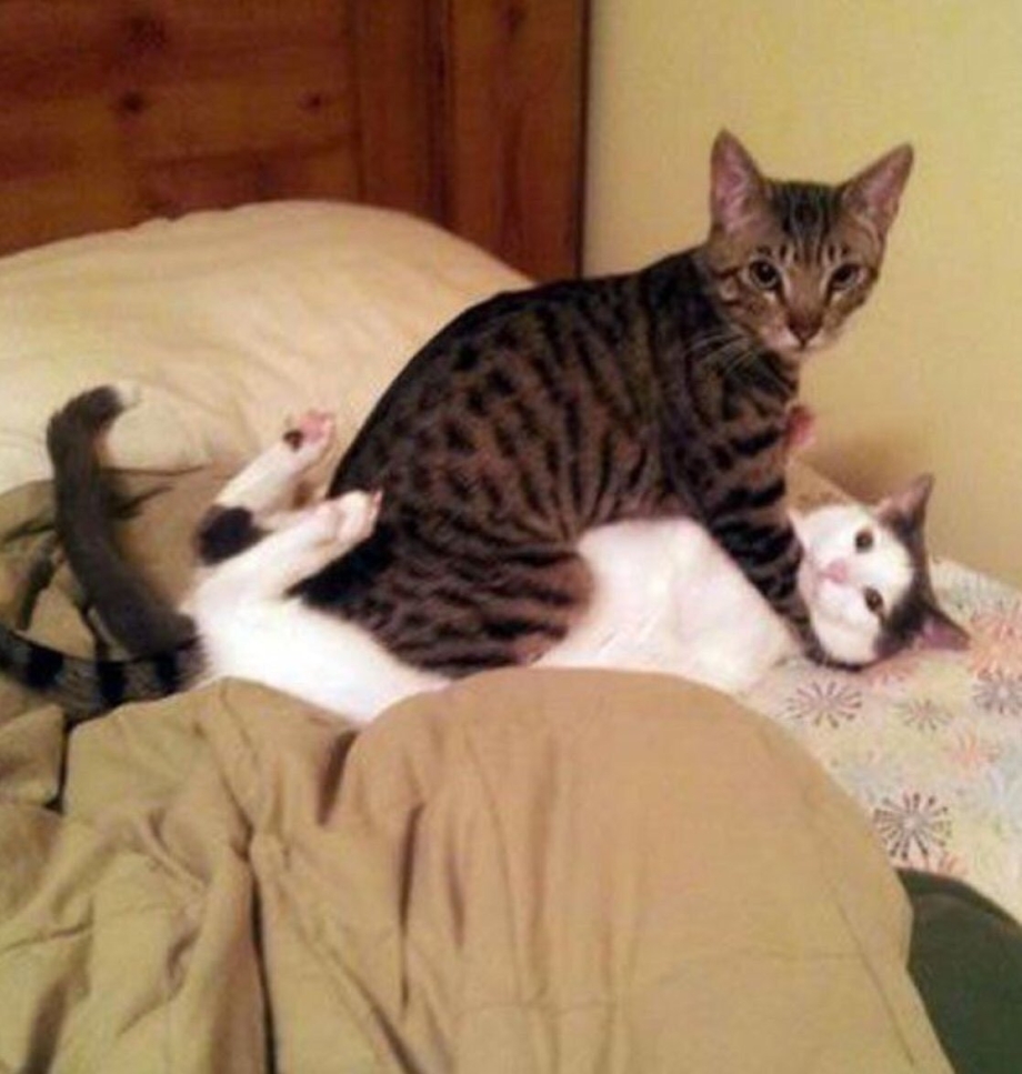 Кошки занимаются