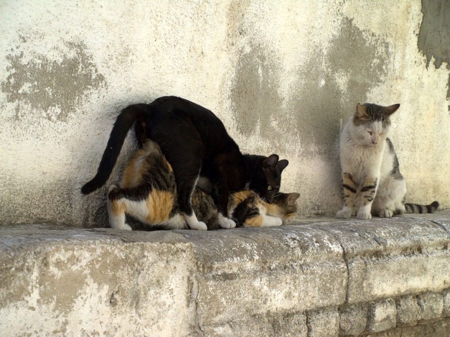 Кот и кошка занимаются