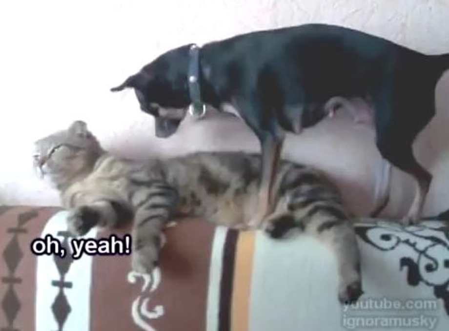 Собака сношает кота