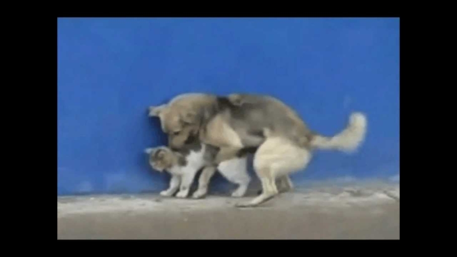 Собака сношает кота