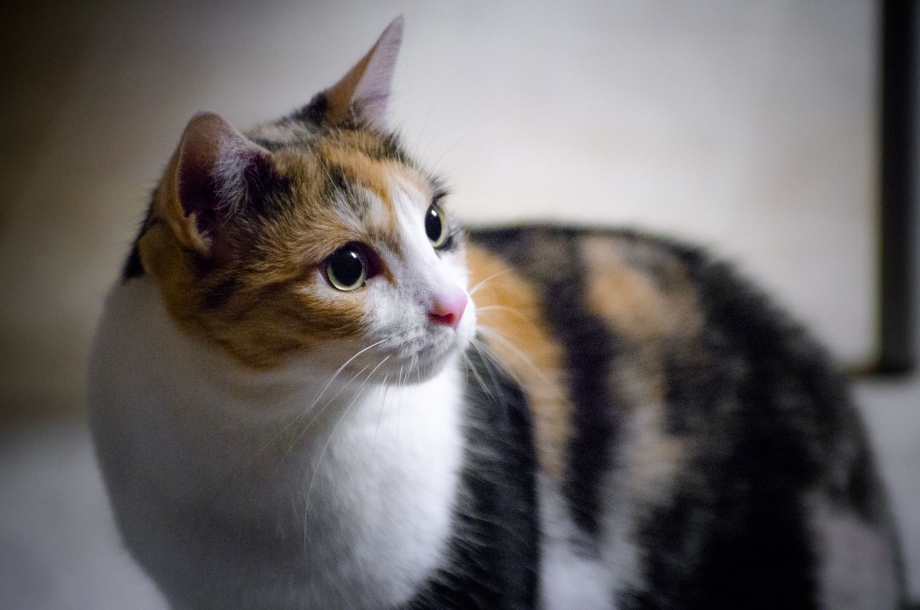 Кошка породы Калико