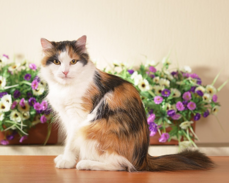 Трёхцветная кошка