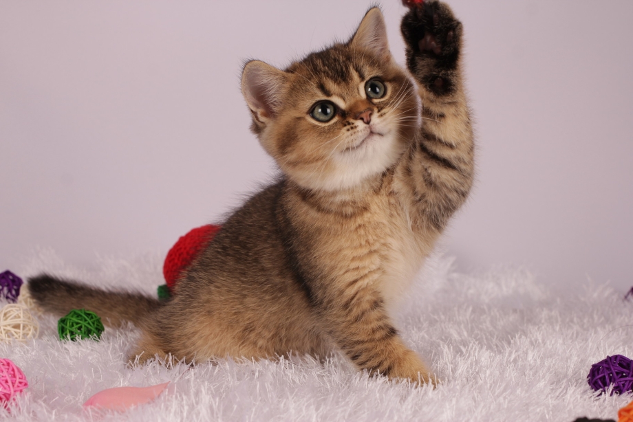 Котята табби на золоте