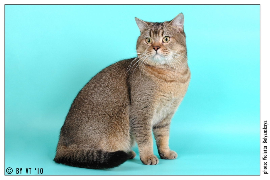Окрас Brown tabby