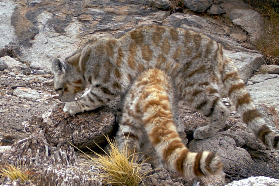 Амурский кот горностай Уссурийский тигр
