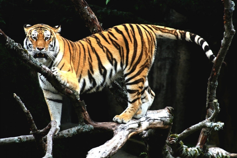 Panthera Tigris amoyensis