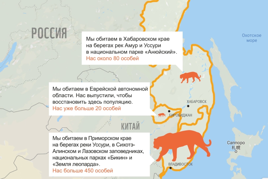 Амурский тигр Panthera Tigris altaica