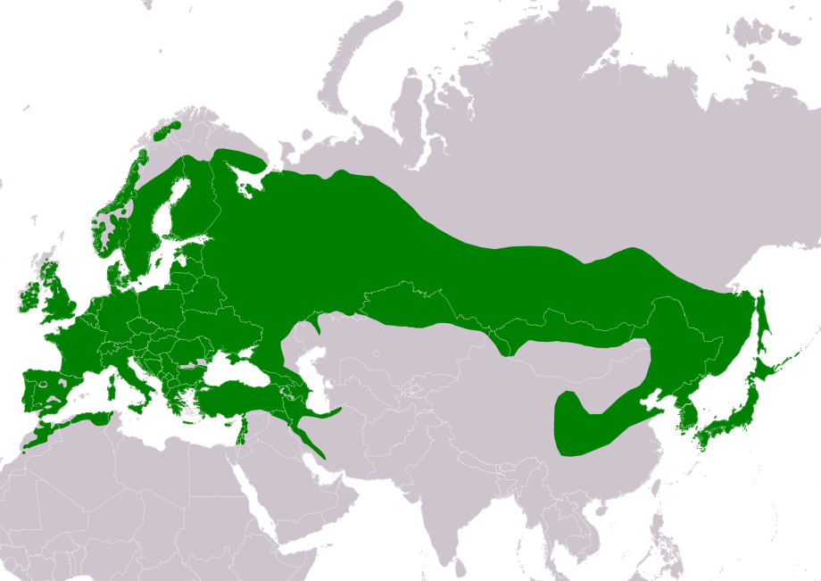 Тигр против рыси