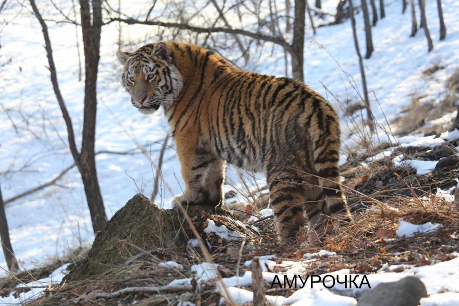 Уссурийский Амурский тигр охотится