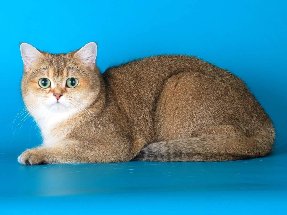 Шотландская прямоухая короткошерстная шиншилла Золотая
