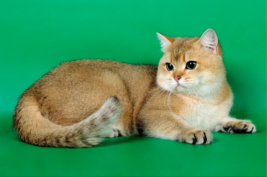 Золотой затушеванный британский кот