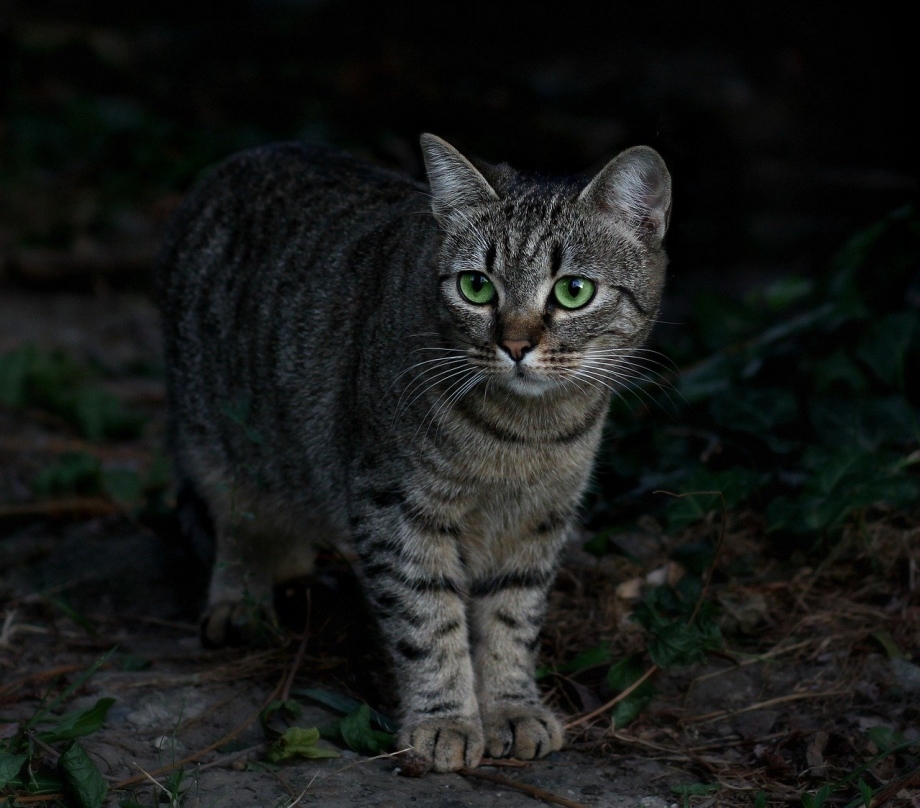 Серые полосатые коты