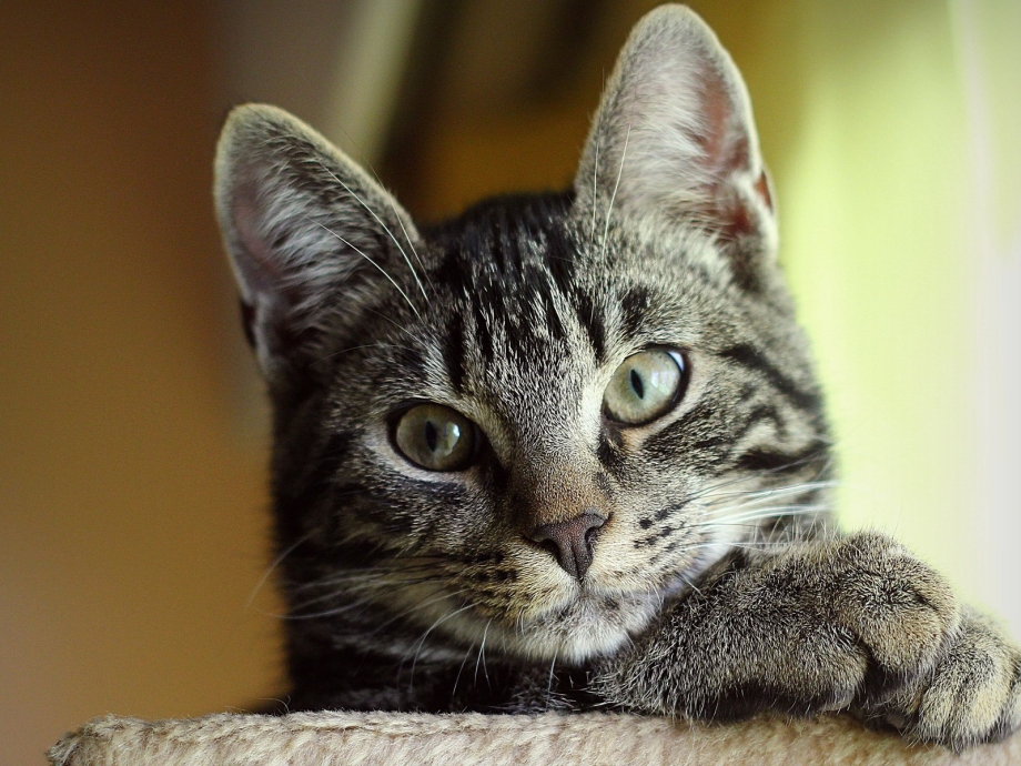 Фото котов