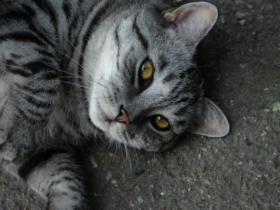 Кошка серая