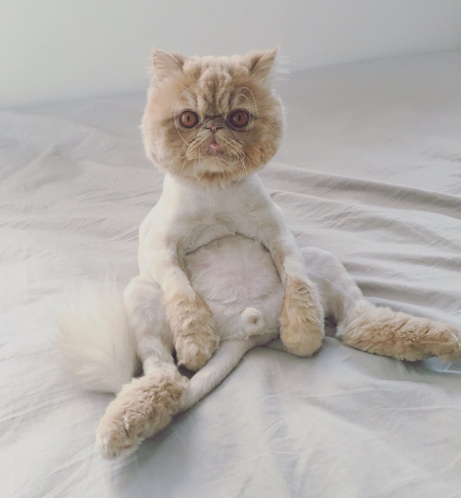 Косметическая стрижка котов