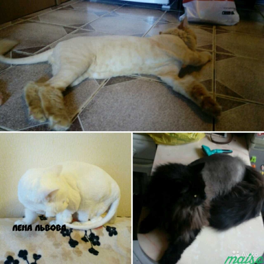Стрижка котов 11гвардейеве