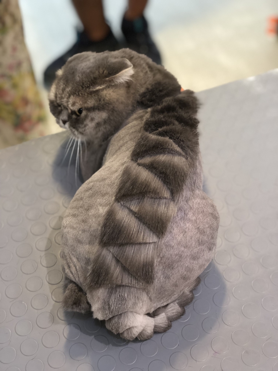 Стрижка котов