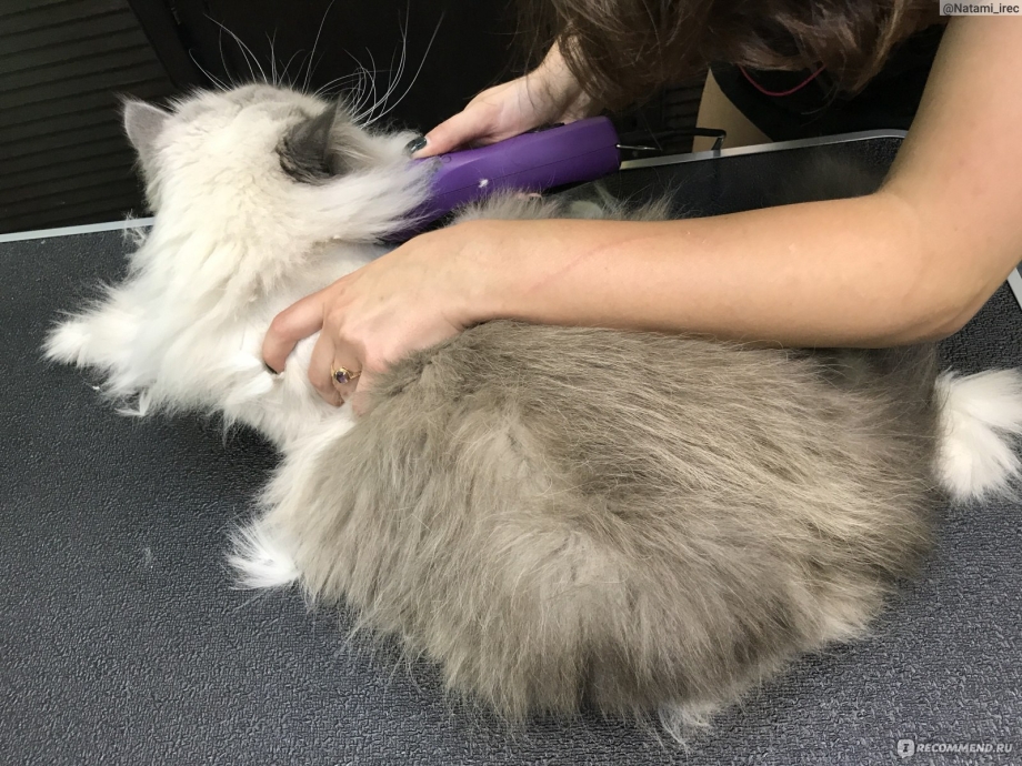 Стрижка кота ножницами