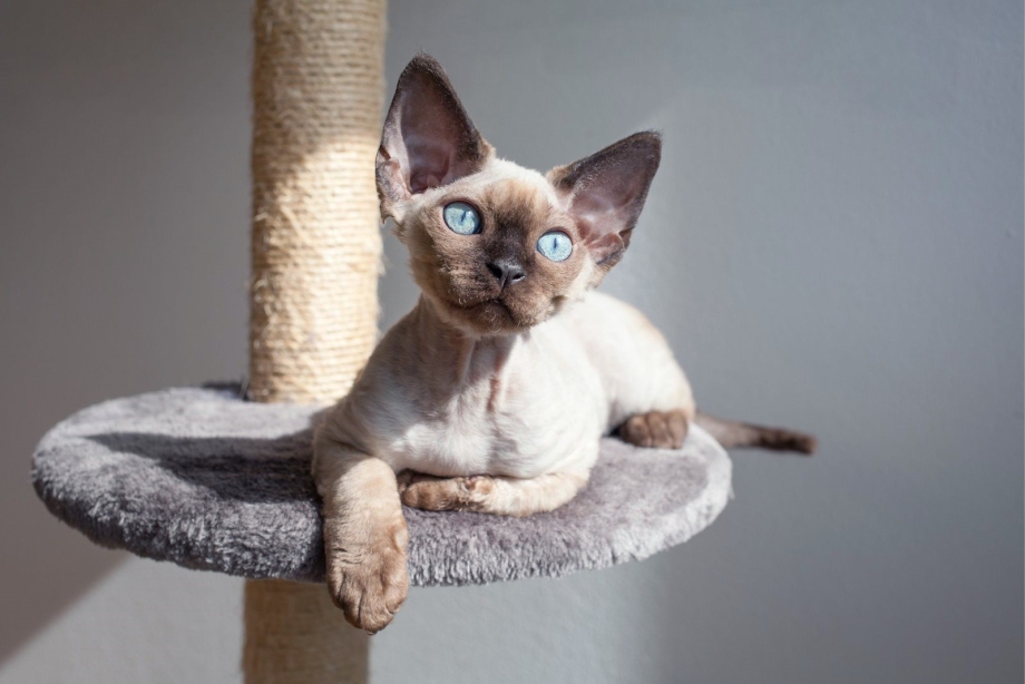 Кот Девон рекс