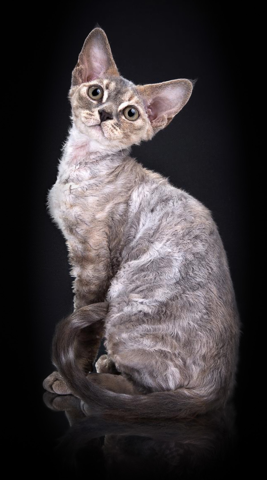 Корниш рекс черный кот