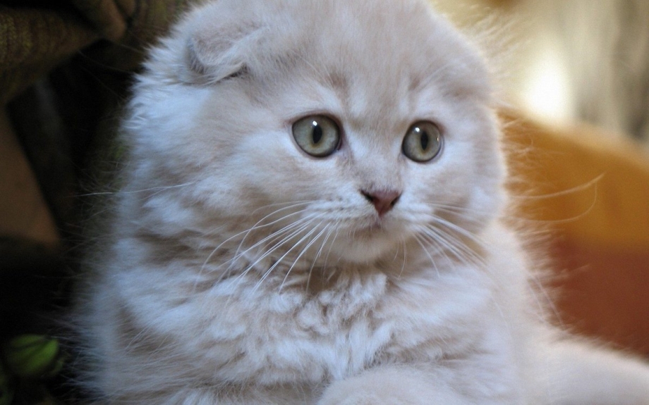 Скоттиш фолд британец вислоухий