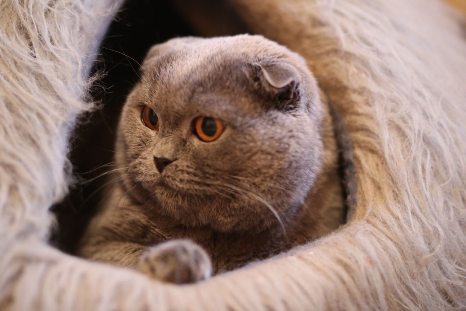Скотишфолд вислоухий