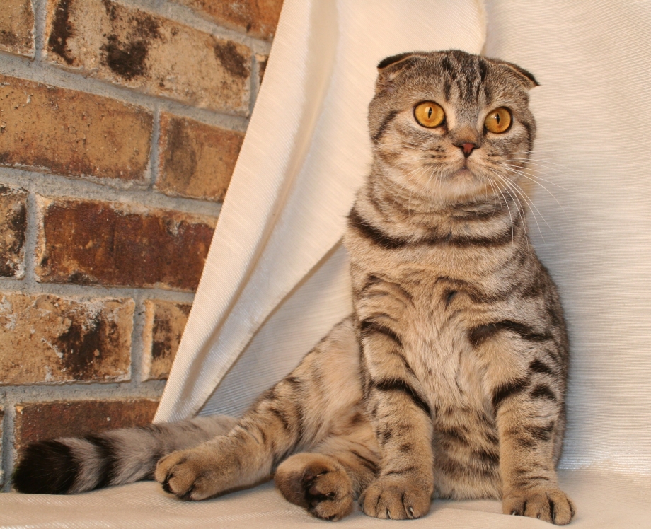 Сибирская вислоухая кошка