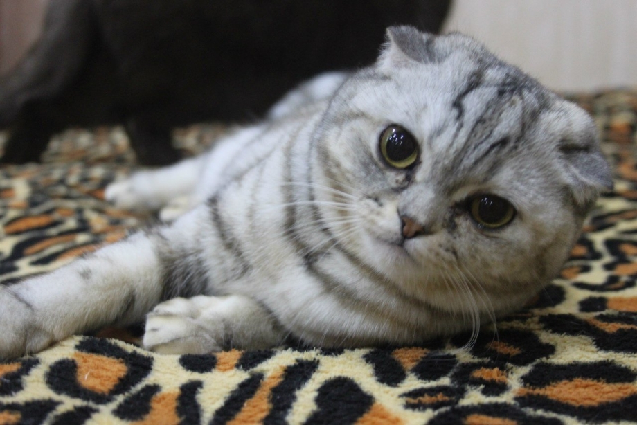 Кошка скоттиш фолд