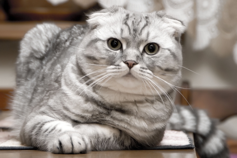 Шотландский вислоухий кот скоттиш фолд