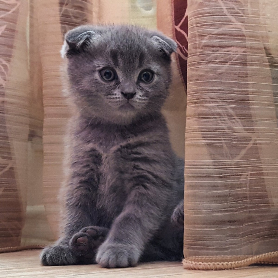 Скотишфолд вислоухий