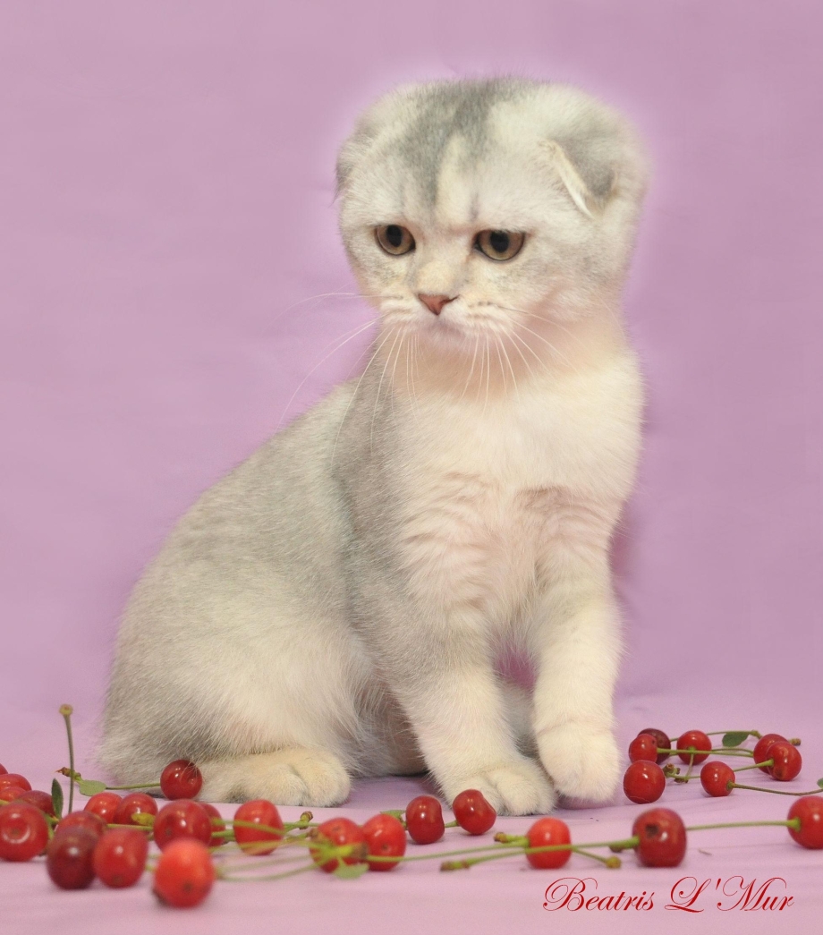 Шотландская вислоухая кошка мраморный табби