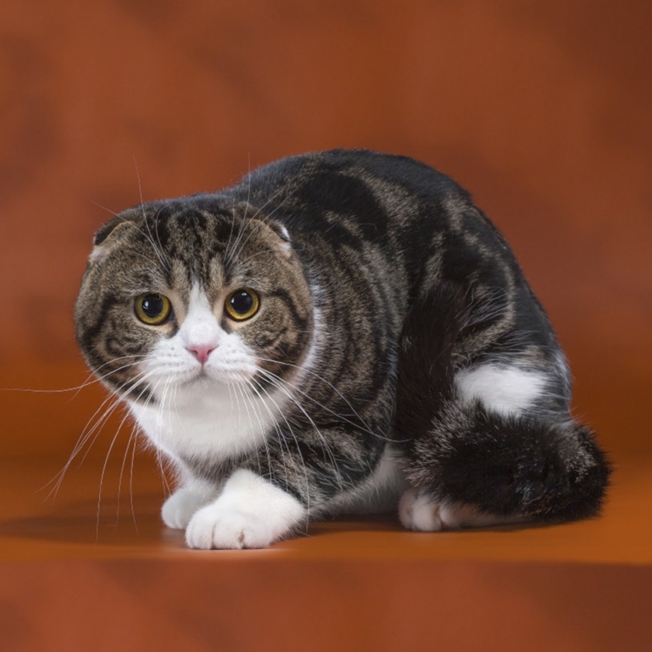 Шотландский скотишфолд